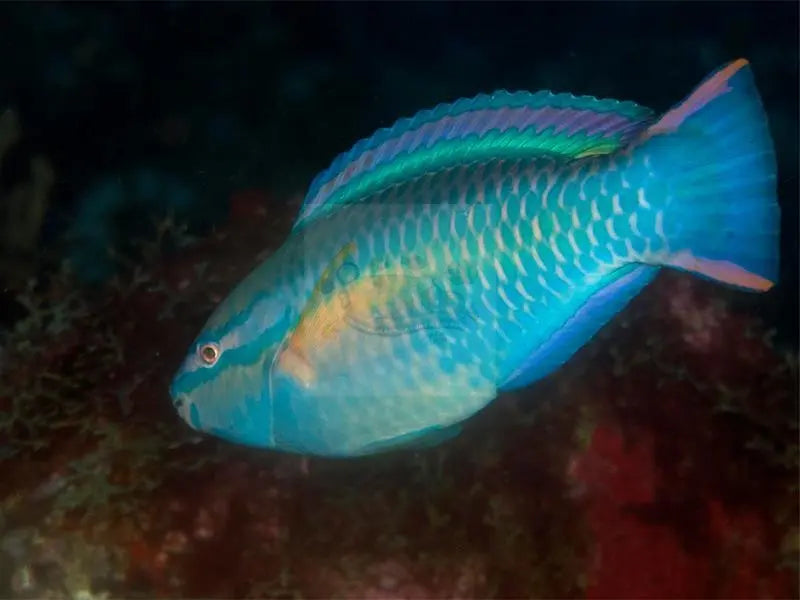 Parrot - Rainbow (Scarus taeniopterus) - Marine World Aquatics