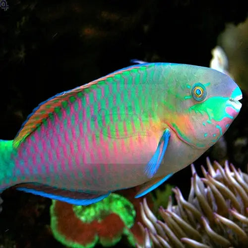 Parrotfish - Quoyi (Scarus quoyi) - Marine World Aquatics