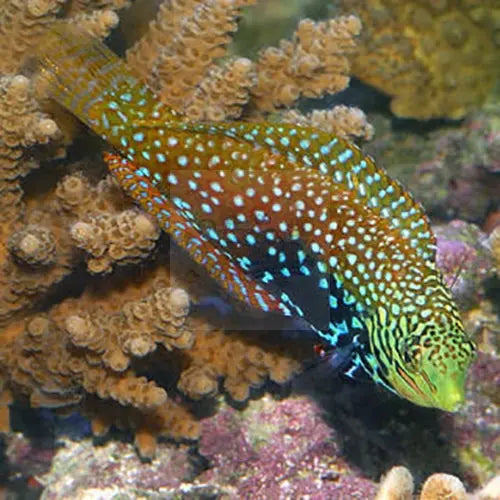 Peacock Wrasse (Macropharyngodon bipartitus) - Marine World Aquatics