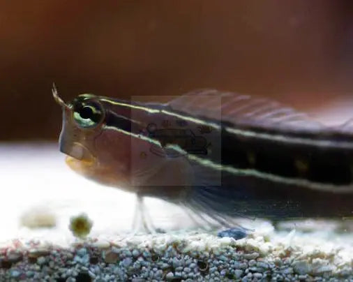 Pearl Dot-Dash Blenny (Escenius bimaculatus) - Marine World Aquatics