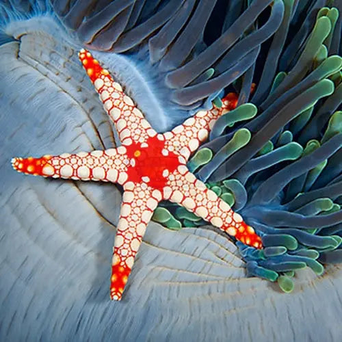 Pearl Starfish (Fromia cf monilis) - Marine World Aquatics