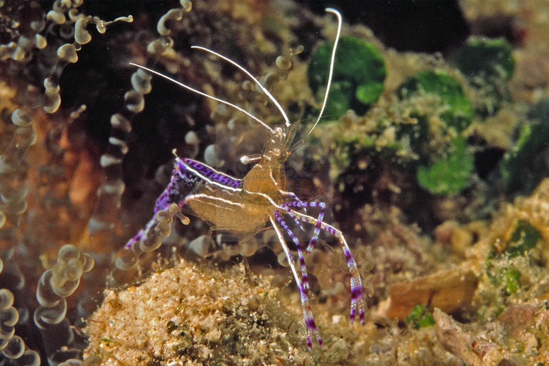 Pederson Cleaner Shrimp (Ancylomenes pedersoni) - Marine World Aquatics