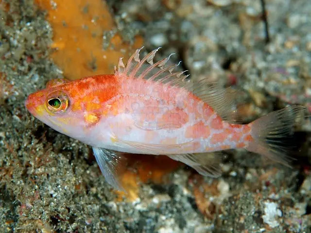 Pelicier Hawkfish (Plectranthias pelicieri) - Marine World Aquatics