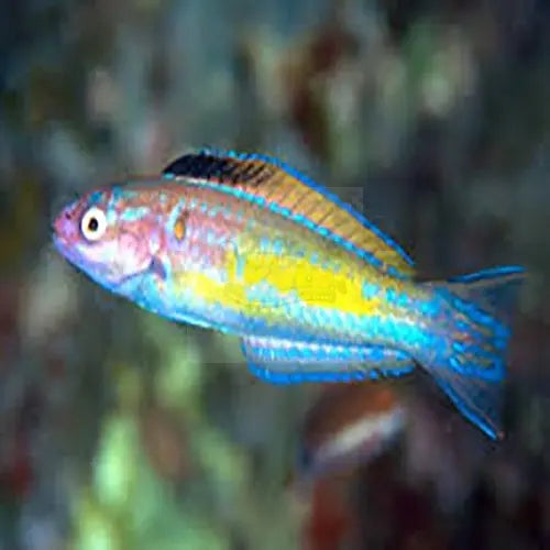 Pencil Wrasse (Pseudojuloides spp.) - Marine World Aquatics