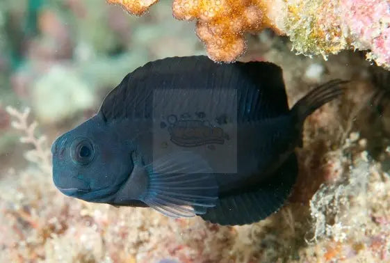 Phantom Blenny (Atrosalarias fuscus) - Marine World Aquatics