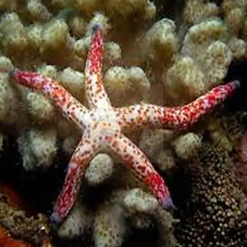 Picasso Starfish (Linckia multifora) - Marine World Aquatics