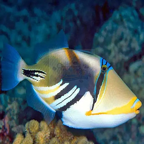 Picasso Trigger (Rhinecanthus aculeatus) - Marine World Aquatics