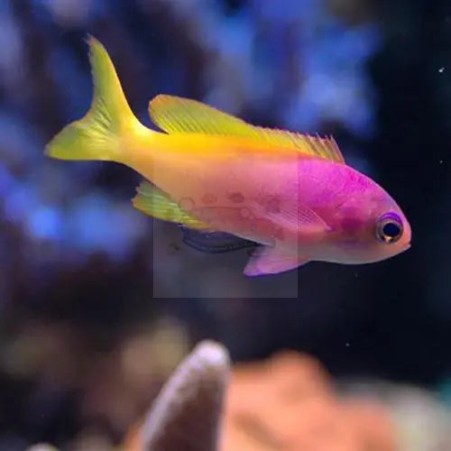 Pictilis Anthias - Female (Pseudanthias pictilis) - Marine World Aquatics