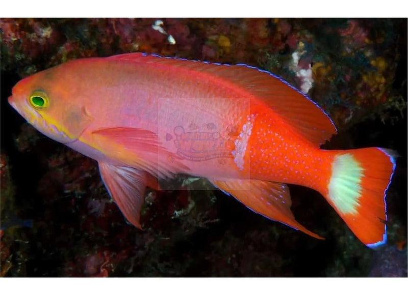 Pictilis Anthias - Male (Pseudanthias pictilis) - Marine World Aquatics