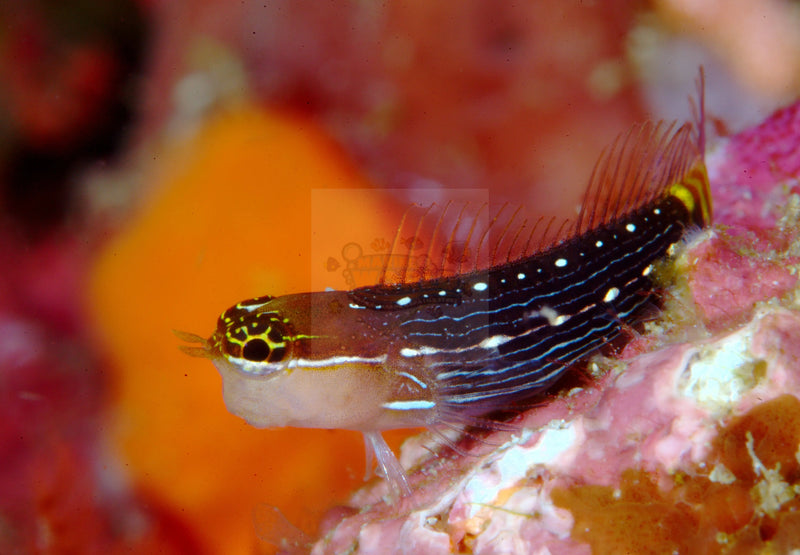 Pictus blenny (Ecsenius pictus) - Marine World Aquatics