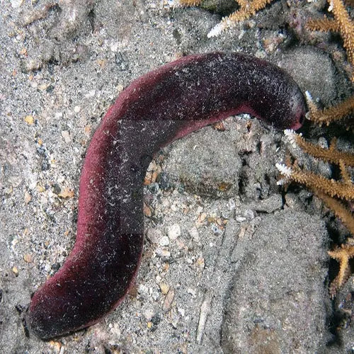 Pink Cucumber (Holothuria edulis) - Marine World Aquatics