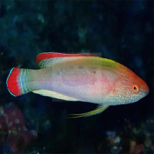 Pink Shimmering Dwarf Parrot (Cirrhilabrus rubrimarginatus) - Marine World Aquatics