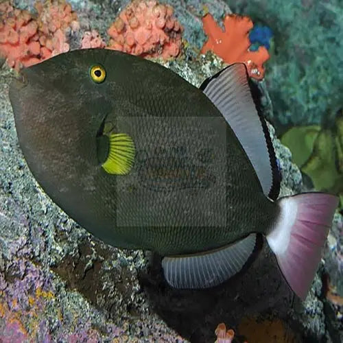 Pinktail Trigger (Melichthys vidua) - Marine World Aquatics