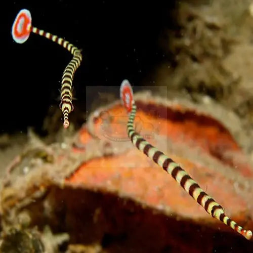 Pipefish - Banded (Dunckerocampus dactyliophorus) - Marine World Aquatics