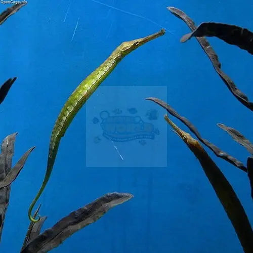 Pipefish - Crocodile (Syngnathoides biaculeatus) - Marine World Aquatics