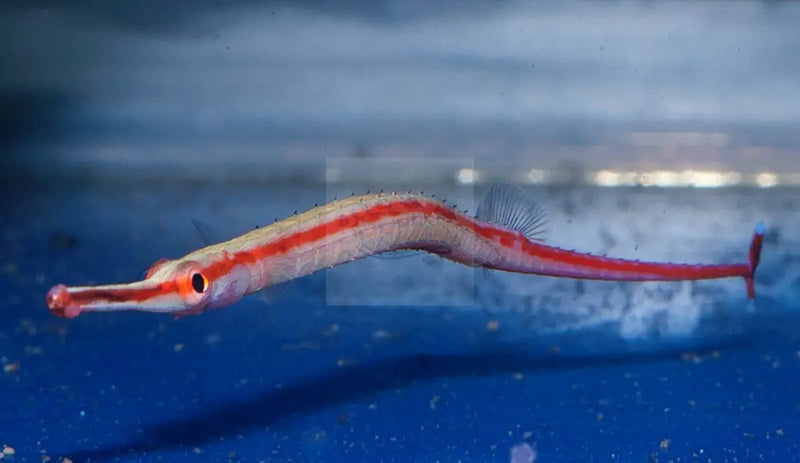 Pipefish - Haiwaiian Flame (Dunckerocamphus baldwini) - Marine World Aquatics