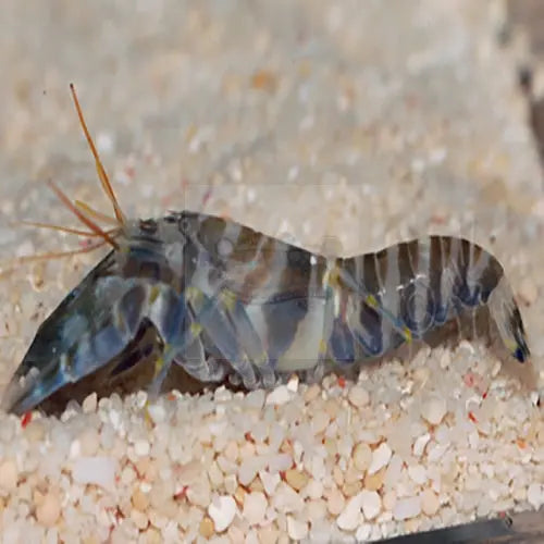 Pistol Shrimp (Alpheus spp.) - Marine World Aquatics