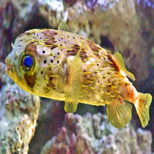 Porcupine Puffer (Diodon holocanthus) - Marine World Aquatics