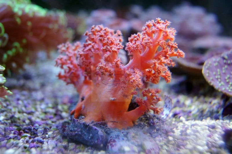 Prickly Soft Coral Cultured (Dendronephthya spp) - Marine World Aquatics