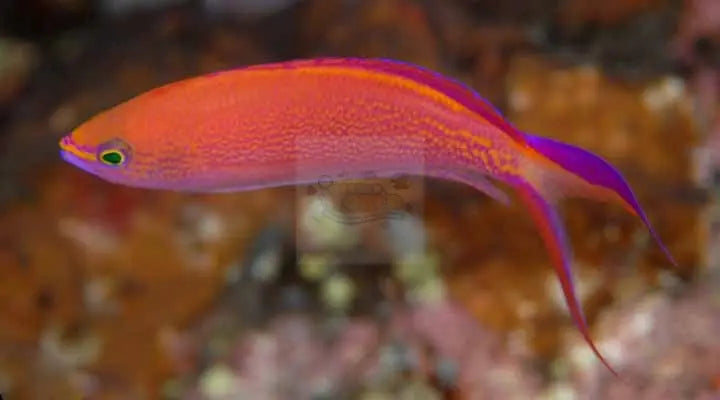 Princess Anthias (Pseudanthias smithvanizi) - Marine World Aquatics