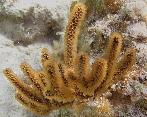 Purple Bush Gorgonia (Brierium asbestinum) - Marine World Aquatics