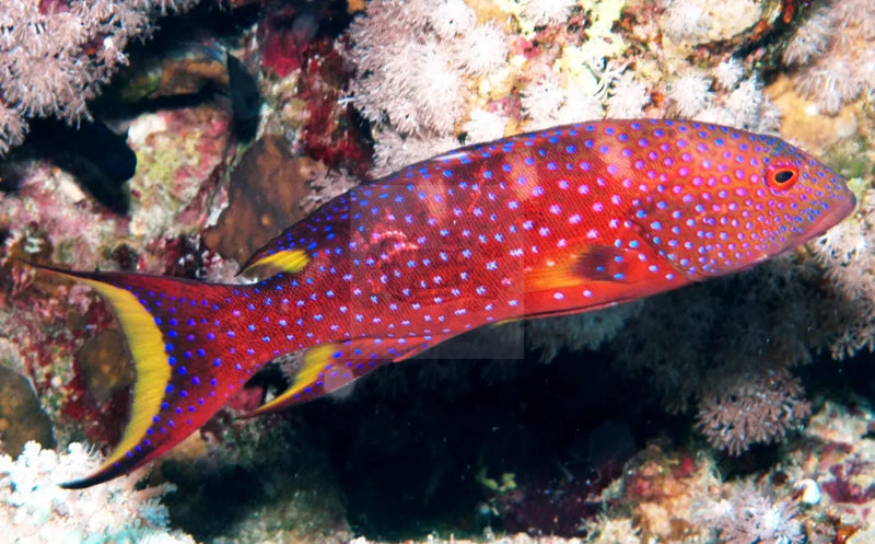 Purple Lyre Tail Grouper (Variola louti) - Marine World Aquatics