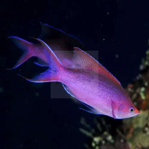 Purple Queen Anthias (Pseudanthias tuka) - Marine World Aquatics