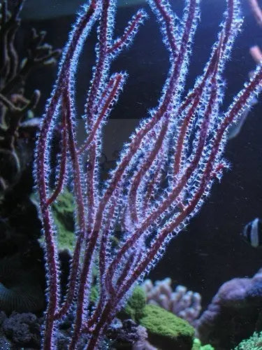 Purple Ribbon Gorgonia (Pterogorgia anceps) - Marine World Aquatics