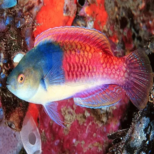 Purple Yellow Spot Dwarf Parrot (Cirrhilabrus ryukyuensis) - Marine World Aquatics