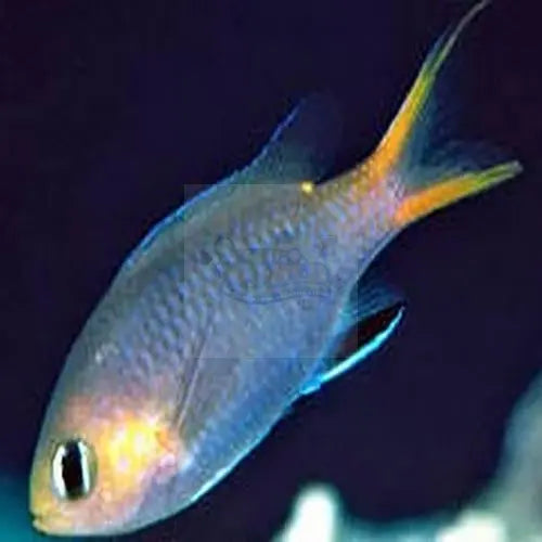 Pygmy Chromis (Chromis acares) - Marine World Aquatics