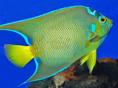 Queen Angel : A (Holacanthus ciliaris) - Marine World Aquatics