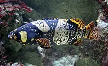 Queensland Grouper (Epinephelus lanceolatus) - Marine World Aquatics