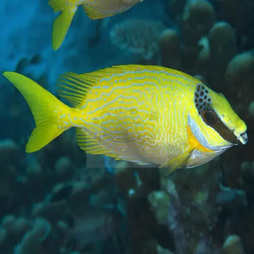 Rabbit - Blue Scrawled (Siganus puellus) - Marine World Aquatics