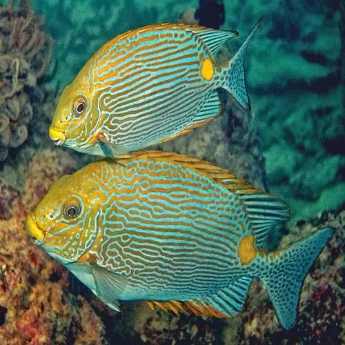 Rabbit - Dot Dash (Siganus lineatus) - Marine World Aquatics