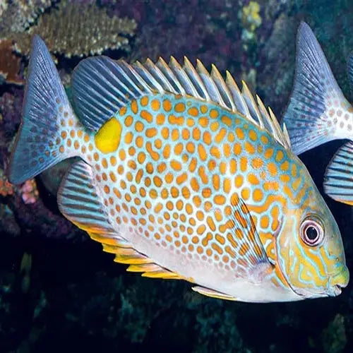 Rabbit - Orange Spot (Siganus guttatus) - Marine World Aquatics