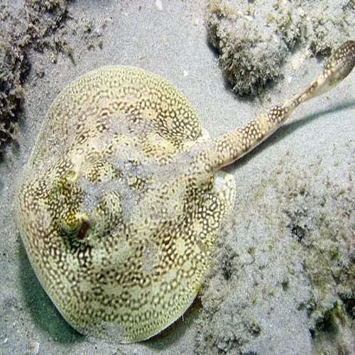 Ray - Yellow (Urobatis jaimaicensis) - Marine World Aquatics