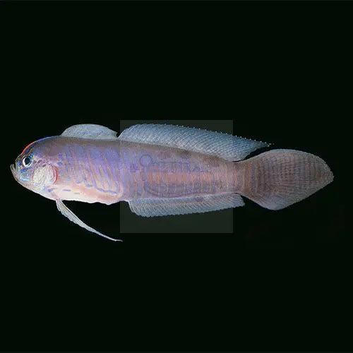 Razor Goby (Oxymetapon cyanoctenosum) - Marine World Aquatics