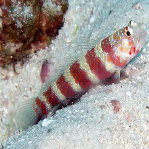 Red Banded Goby (Amblyeleotris wheeleri) - Marine World Aquatics