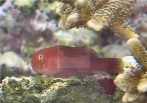 Red Coral Goby (Gobiodon quinquestriatus) - Marine World Aquatics