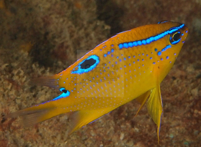 Red Damsel (Neoglyphidodon polyacanthus) - Marine World Aquatics