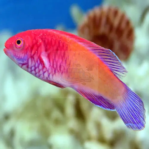 Red Fairy Dwarf Parrot (Cirrhilabrus rubrisquamis) - Marine World Aquatics