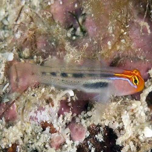 Red Head Goby (Elacatinus puncticulatus) - Marine World Aquatics