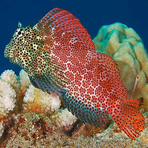 Red Sailfin Goby - Male (Exallias brevis) - Marine World Aquatics