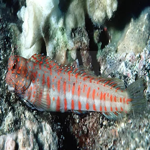 Red Spot Flymo Blenny (Blenniella chrysospilos) - Marine World Aquatics