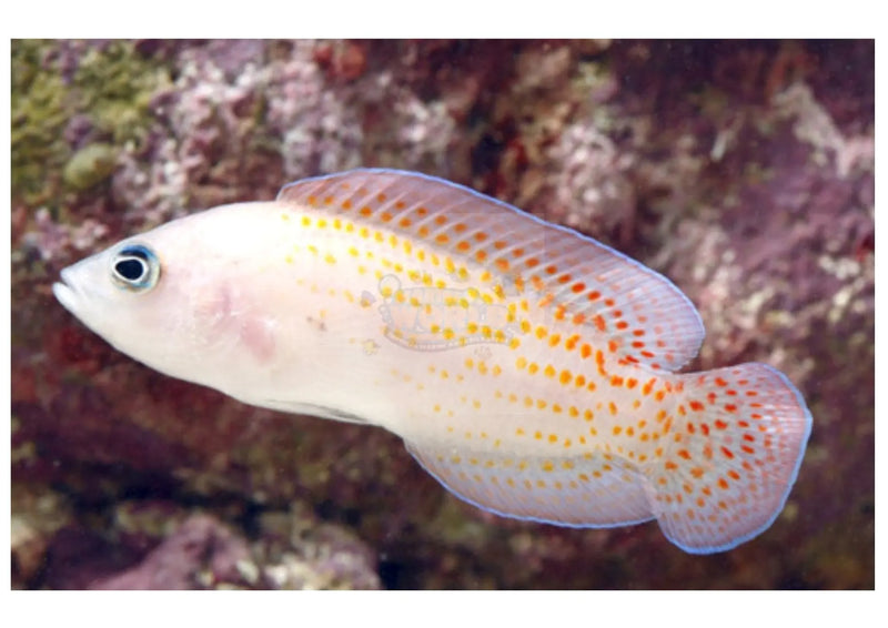 Red Spotted Pygmy Basslet (Pholidochromis cerasina) - Marine World Aquatics