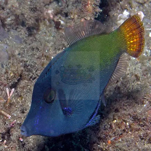 Red Tail Filefish (Pervagor janthinosoma) - Marine World Aquatics