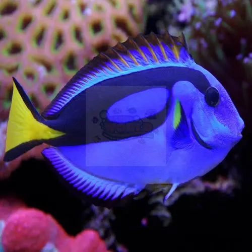 Regal Tang (Paracanthurus hepatus) - Marine World Aquatics