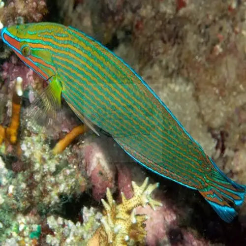 Richmond's Wrasse (Halichoeres richmondi) - Marine World Aquatics