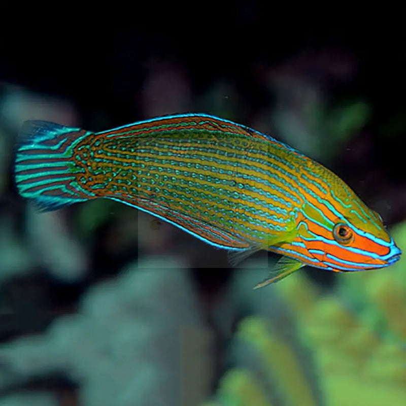 Richmond's Wrasse (Halichoeres richmondi) - Marine World Aquatics