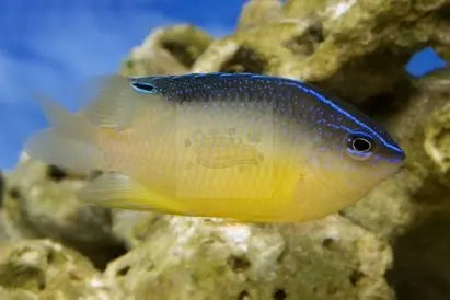 Rock Damsel (Chrysiptera brownriggi) - Marine World Aquatics